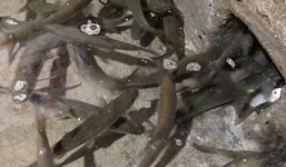 Lão nông vô tình đào được mạch suối đầy cá trong nhà, cứ có sấm sét là cả đàn cá xuất hiện