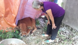 Hà Tĩnh: Cấp bò 'lở mồm long móng' cho dân nghèo