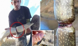 Vớt được con cá có hình thù kỳ dị, chàng trai chỉ ra 1 vấn đề khiến cả thế giới quan ngại