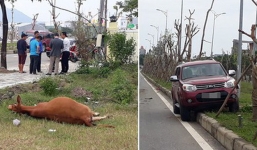Xế hộp leo dải phân cách, húc đổ cây xanh vì tông phải bò ngủ trên đường