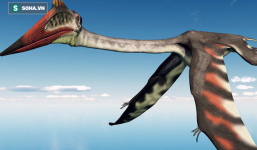 Hé lộ 'gã khổng lồ' mới thống trị bầu trời - nỗi ám ảnh của khủng long mặt đất