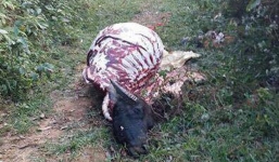 Trâu bị kẻ trộm xẻ thịt chỉ còn trơ bộ xương trên đồi