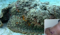 Giẫm trúng tảng đá này khi đi biển, bạn sẽ chết chắc!