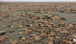 Bất thường: Hàng ngàn con sao biển bị đánh dạt lên bờ tại Nga