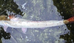 Người dân bắt được cá lăng 'khủng' dài gần 2 mét, nặng 16kg