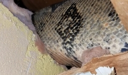 Rụng rời phát hiện sống chung với trăn khổng lồ suốt 4 năm mà không biết