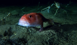 Sửng sốt khi phát hiện cá có chân 'đi dạo' dưới đáy biển