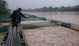 Hàng trăm tấn cá chết trắng lồng sau bão số 12, ngư dân rơi vào cảnh lao đao