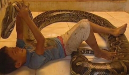 Trăn cưng bụng to bất thường ngày con trai  mất tích, cha hốt hoảng lấy dao mổ bụng