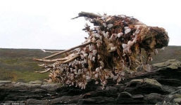 Tưởng thân gỗ mục nở hoa, tiến lại gần chàng trai phát hiện mình vớ được món hời lớn 