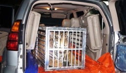 Phát hiện hổ nặng 300 kg trên xe Lexus tại Thanh Hóa