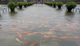 Cảnh hiếm gặp: Đàn cá chép vàng tung tăng bơi lội ở sân Đại nội Huế sau mưa lũ