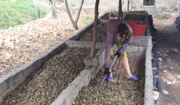 Bí ẩn thương lái săn lùng cau non giá cao bán sang Trung Quốc