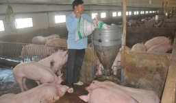 Mất 100.000 tỷ vì khủng hoảng thịt lợn, gửi tâm thư kêu cứu lên lãnh đạo Quốc hội, Nhà nước