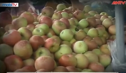'Hé lộ' bí mật công nghệ khiến hoa quả nhập từ Trung Quốc về Việt Nam tươi mãi không héo