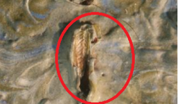 Giải mã bí ẩn trong bức họa nổi tiếng của Van Gogh sau 128 năm