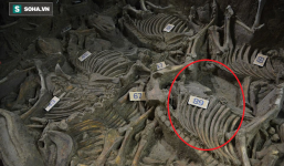 Bí ẩn cổ mộ 2.400 năm chứa hơn 100 xác ngựa ở Trung Quốc