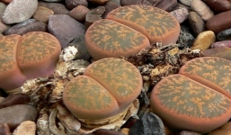 Ai cũng tưởng đây là những viên đá kỳ dị nhưng sờ tận tay mới biết sự thật bất ngờ