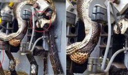 Cả khu vực bị mất điện diện rộng, người thợ điện kiểm tra thì phát hiện sự thật kinh hoàng