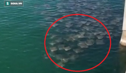 Giải mã hiện tượng kỳ lạ: Hàng trăm con cá đuối tụ tập ở bờ biển  Mỹ