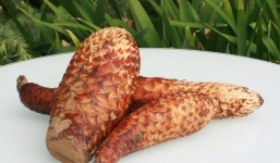 Loại thảo dược 'vừa ăn xong đã nhớ vợ': Thực sự bổ thận tráng dương đến đâu?