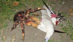 Kinh dị loài cua khổng lồ bóc dừa, bẻ chim và thống trị cả một hòn đảo