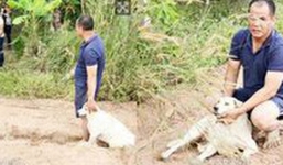 Chú chó trung thành canh giữ bên thi thể chủ nhân suốt 3 ngày 3 đêm nhất quyết không rời đi