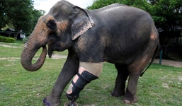 Cố diễn cảnh trong phim người hùng, nam thanh niên bị voi hất văng ra bất tỉnh