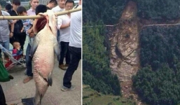 Bắt được cá khổng lồ cả làng mổ cá ăn mừng, hôm sau thấy cảnh tượng khiến ai cũng hốt hoảng
