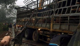 Thực hư chuyện xe tải chở 40 con lợn bị lật, dân thi nhau 'hôi của' ở Lạng Sơn