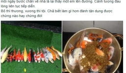 Chàng trai đem cá Koi tiền triệu đi kho tương khiến dân mạng ngẩn ngơ