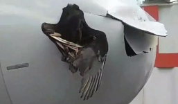 Hy hữu: Chim khổng lồ mắc kẹt vào đầu máy bay sau cú va chạm trên không