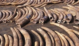 Phát hiện 47kg ngà voi vận chuyển trái phép từ Đức về Việt Nam