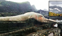 Sinh vật lớn thứ 2 thế giới mắc cạn khiến người dân kinh ngạc