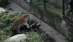 Báo vồ người trong trường học khiến người dân hoảng sợ