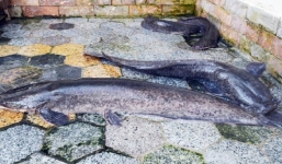 Người dân Cà Mau bắt được nhiều cá trê 'khủng' dài 1m