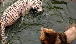 Câu chuyện hổ và sư tử con nào mạnh hơn: Bài học cho chúng ta!