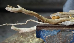 Chỉ là cành gỗ bỏ đi, qua tay chàng trai 8X, lập tức đội giá lên gần 600 triệu đồng