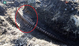 Phát hiện bộ xương không đầu của quái vật biển bí ẩn ở Nga