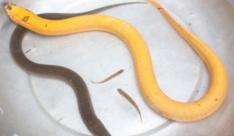 Thực hư câu chuyện bắt được sinh vật nghi hoàng xà trong truyền thuyết