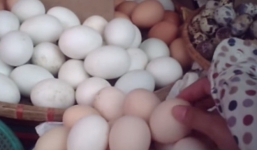 Bí ẩn đằng sau những quả trứng gà ta rẻ bán đầy chợ