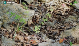 Đi đường rừng, nếu giẫm lên đám lá này, bạn có thể mất mạng!