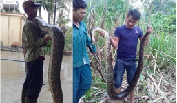 Dân vây bắt 2 con trăn 'khủng', dài hơn 5m cuộn tròn trong ruộng mía