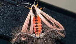 Con quái vật này đã gây bão mạng xã hội trong rất nhiều ngày mà không ai biết nó là gì