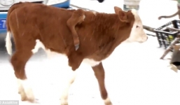 Hy hữu: Bò mọc chân lủng lẳng trên lưng