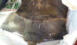 Bắt được cua đinh khổng lồ nặng 40kg khi đi thả lưới ở Hậu Giang