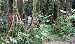 Bí ẩn về loài cây có khả năng 'đi bộ' duy nhất trên thế giới