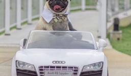 Cuộc sống xa hoa của những con chó nhà giàu