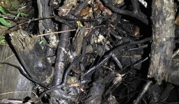 Đừng coi thường đống củi này, nếu nhìn kỹ, có thể bạn sẽ thấy ghê rợn!