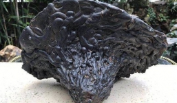 Ngỡ là 'lộc trời', chuyên gia phán một câu xanh rờn khiến nhiều người chưng hửng